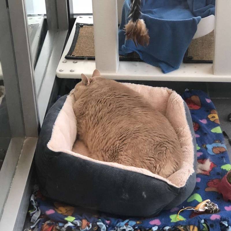 Giant 33-Pound Shelter Cat Finds Best Family To Love Him