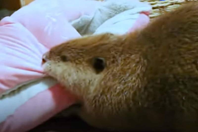 Adorable Rescue Beaver Builds Dams In His House And It’s Too Cute! (VIDEO)