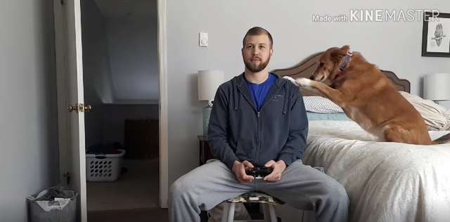 Dog Will Do Anything To Distract Her Dad From Playing His Video Games