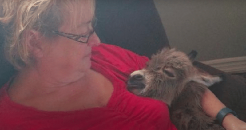 Little Donkey Has Internal “Identity Crisis” And It Has The Internet In Hysterics