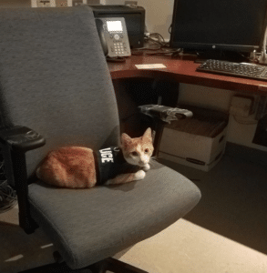 Police Department Recruits Cat And Together They Keep The City Safe