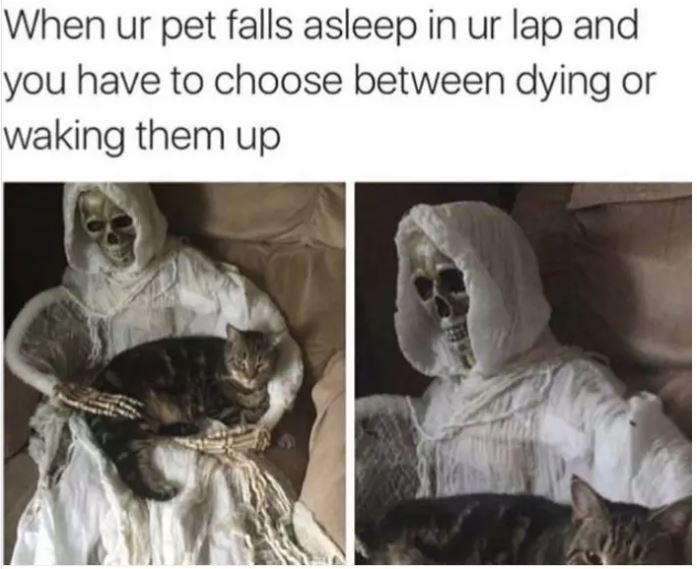 20 Hilarious Cat Memes Any Cat Owner Can Relate To