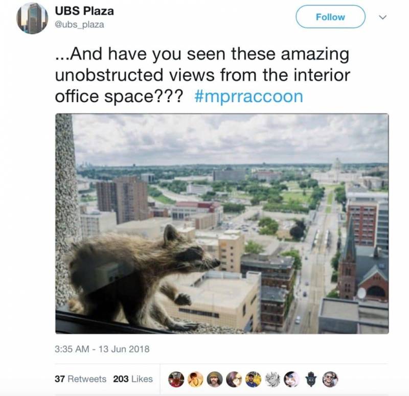 Raccoon Scales a 25-Story Building, Becomes an Internet Star