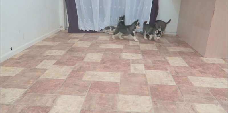 Husky dad meets his 9 puppies for the first time ever and his reaction is priceless
