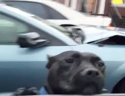Wet And Hungry Pit Bull Comes Up To Car–He Decides To Take Action When Asked If He’s Hungry