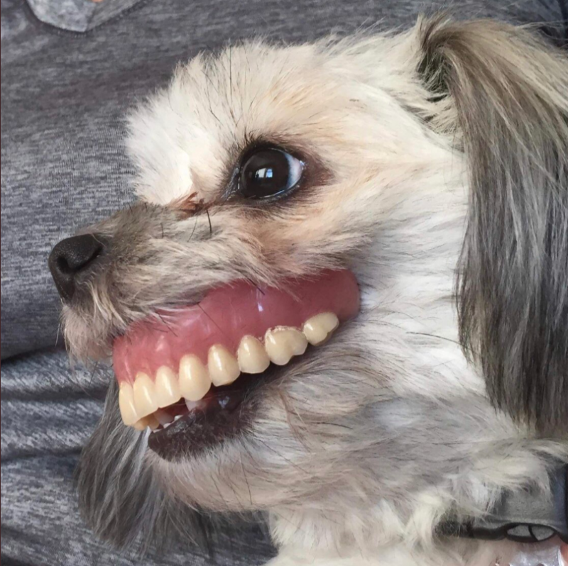 This Dog Stole Her Owner’s Dentures While He Napped – Hilarity Ensued