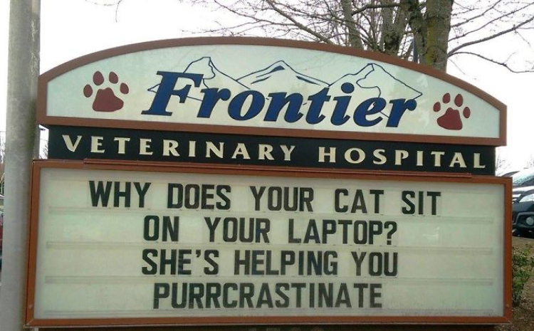 10+ Cat Jokes Put Up By Veterinarians That Are Hilarious But True