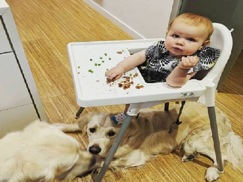 Dog And Toddler Crime Spree Busted By Parents — And It’s Adorable (VIDEO)