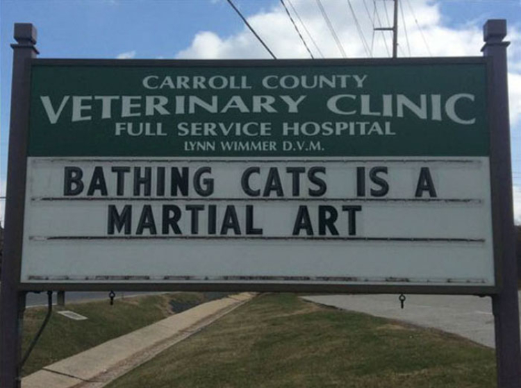 10+ Cat Jokes Put Up By Veterinarians That Are Hilarious But True