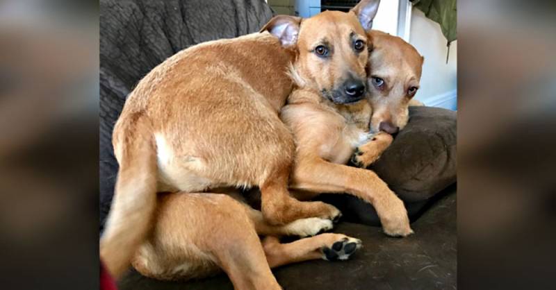 Family dog finds his twin–he will not leave without him