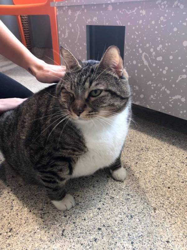 Massive 28-Pound Cat Shows up and Shocks Shelter Workers in Florida