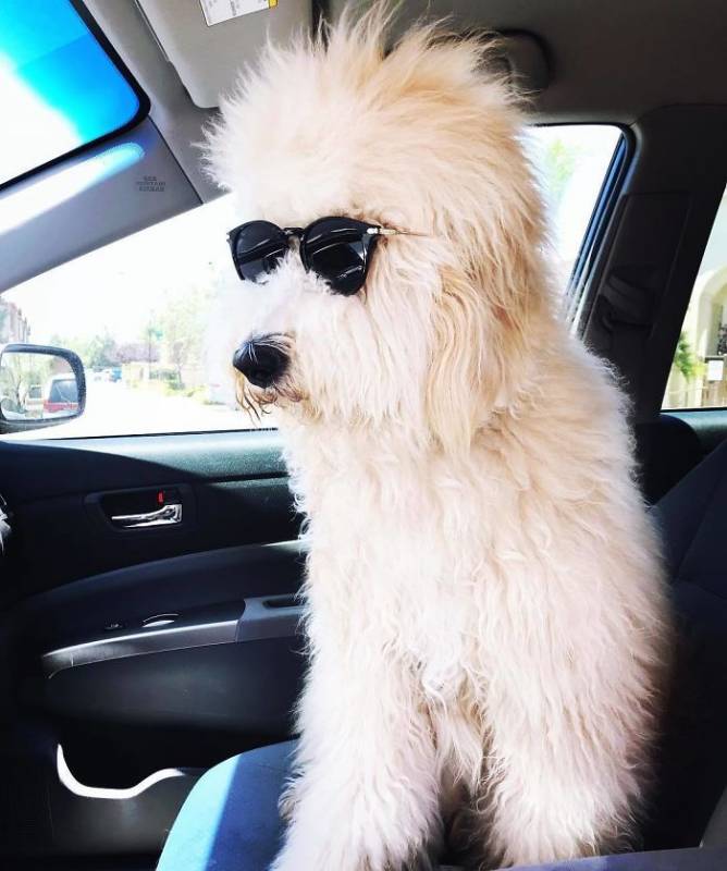 17 pictures that show Golden-doodles are absolutely adorable!