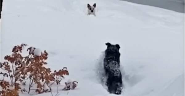 When big dog helps his little friend out in the snow, his dad can not stop laughing