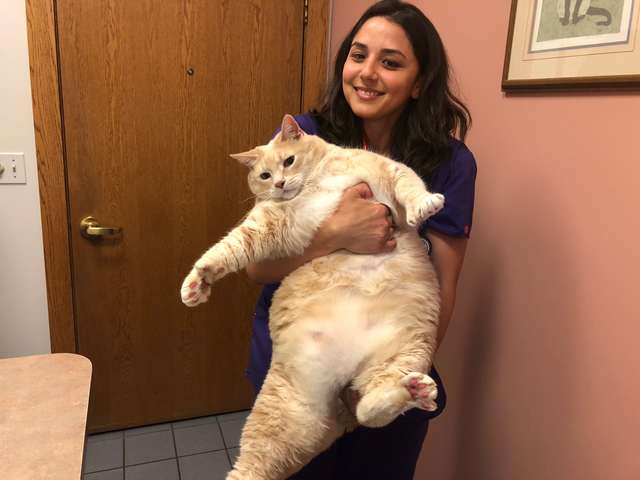 Giant 33-Pound Shelter Cat Finds Best Family To Love Him