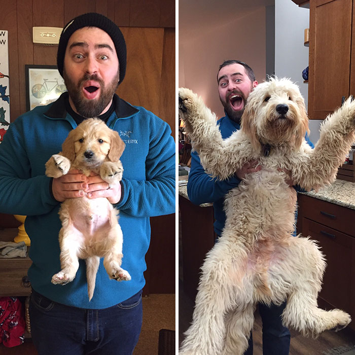 17 pictures that show Golden-doodles are absolutely adorable!