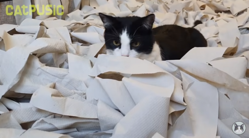 Cat goes crazy in a room full of toilet paper, we thought he lost his mind