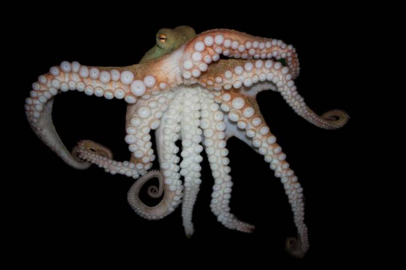 Octopus: Could They Really Take Over The Sea?