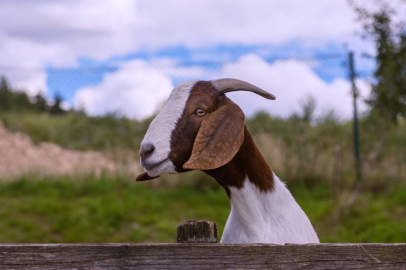 Rogue Goat May Have Helped To Stage Jailbreak