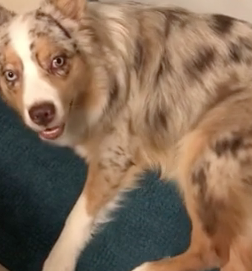 Australian Shepherd becomes the funniest alarm clock and we love him for it