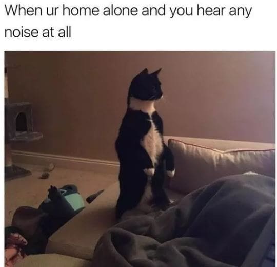 20 Hilarious Cat Memes Any Cat Owner Can Relate To