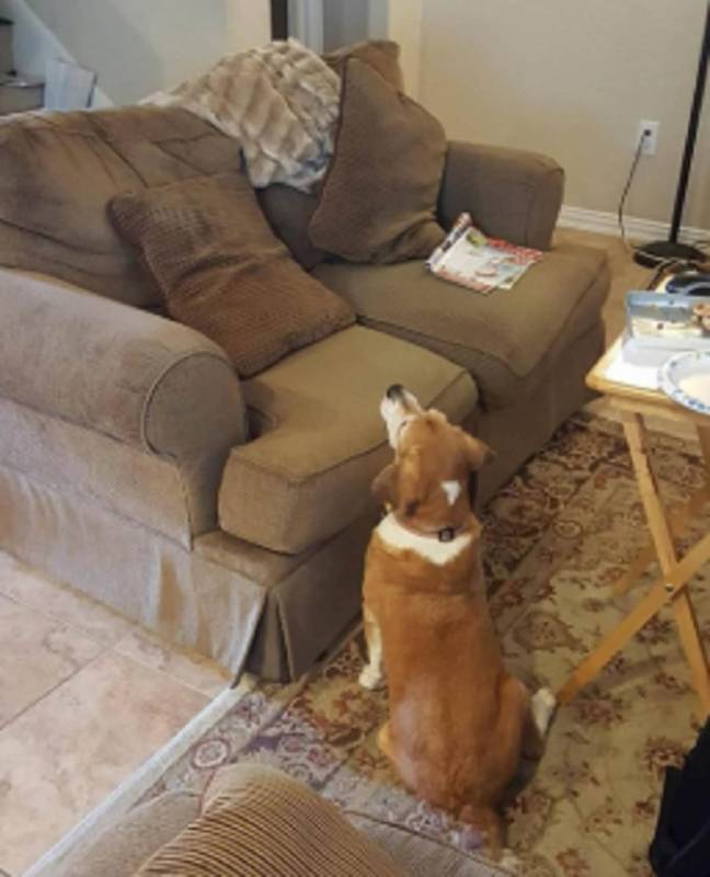 20 Hilarious Dogs Who Are Masters In The Art Of Begging