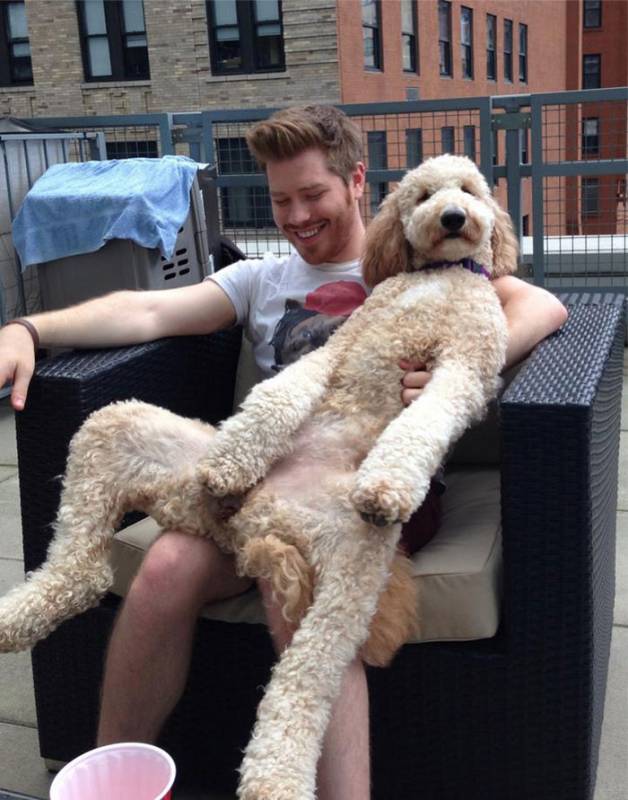 17 pictures that show Golden-doodles are absolutely adorable!