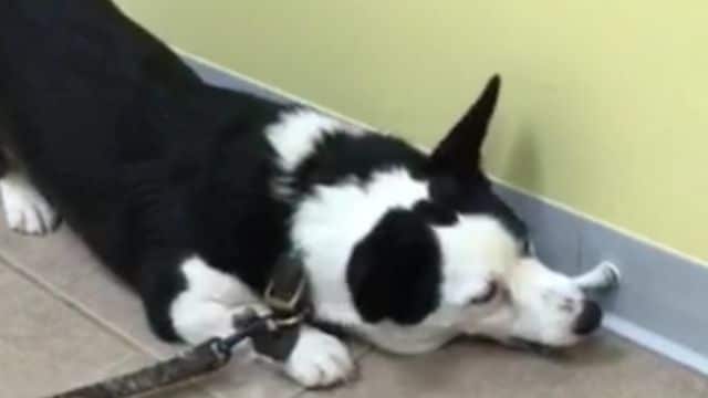 Puppy Goes In For Surgery And Goes Crazy For This Hospital ‘Toy’