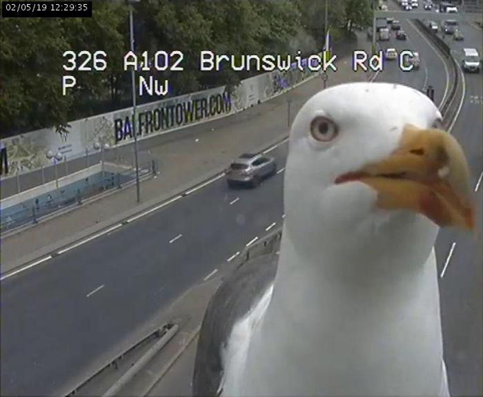 These two seagulls who keep appearing on a London traffic camera spread across Twitter