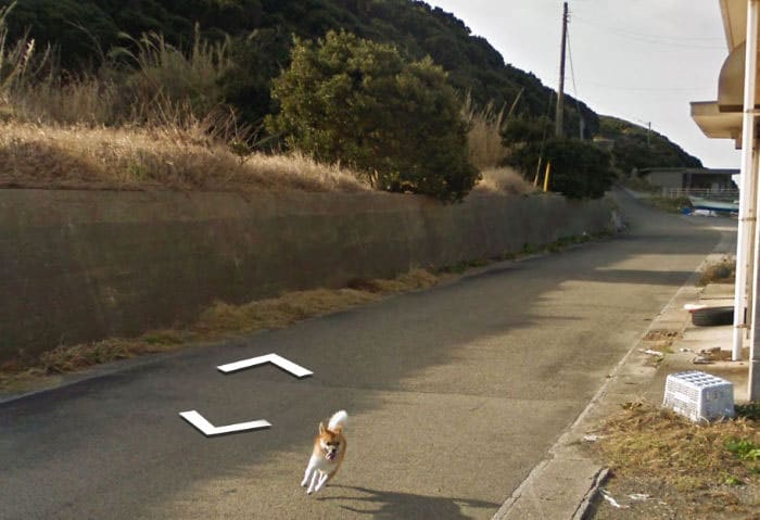 Little Dog Follows The Google Earth Car And The Results Will Make Your Day