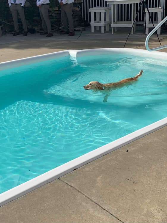 Dog Jumps In Pool During Wedding And Tries To Dry Off On The Brides Dress