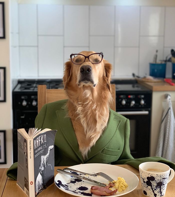 Photographer Takes Hilarious Pictures Of Her Dog Doing Human Things