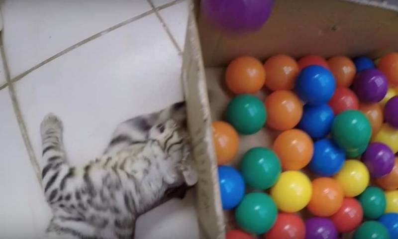 This Little Kitty Has A Special Play Toy–And It’s Not What You Would Think