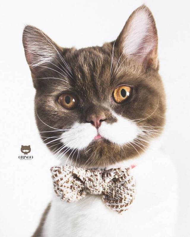 Instagram famous cat named Gringo shows off his fancy mustache