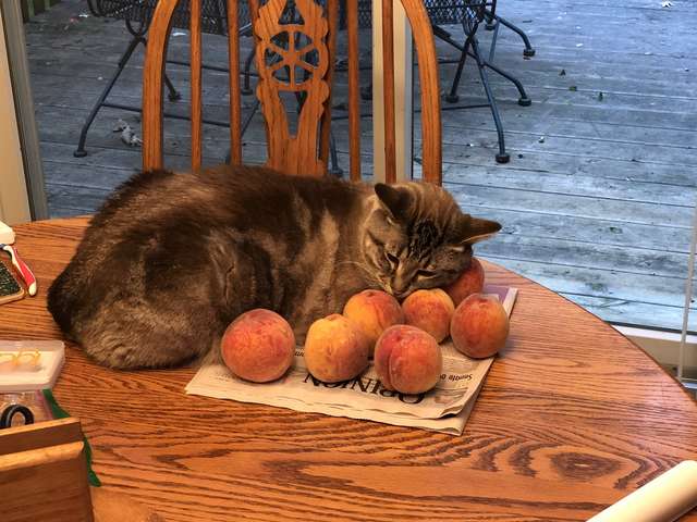 Cat’s Inexplicable Love Of Peaches Is The Best Thing You’ll See All Day