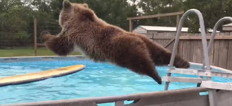 Adorable Grizzly Bear Splashing In A Pool Is Sure To Make Your Day