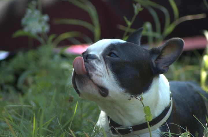 Boston Terrier Roams Around Family Farm–Comes Face To Face With A Cow
