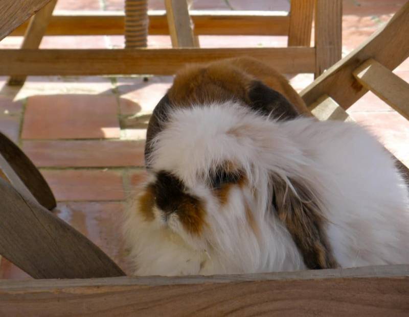 10+ Disapproving Rabbits Who Are Definitely Judging You