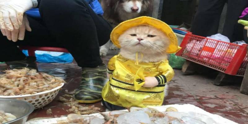 A Cat Named Dog in Vietnam Has The Internet In An Uproar