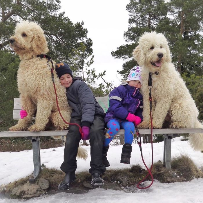 17 pictures that show Golden-doodles are absolutely adorable!