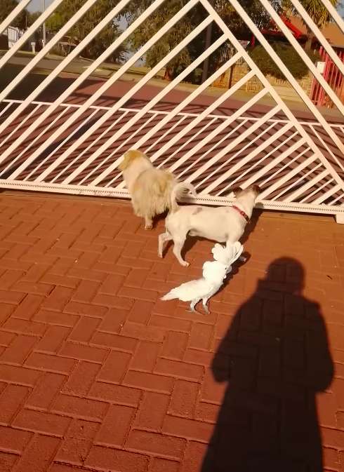 Peanut The Adorable Cockatoo Barks Like His ‘Guard Dog’ Brothers