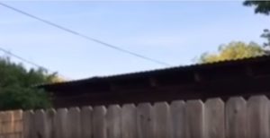 German Shepherd Kept Peeking Over Fence–Neighbor Does Nicest Thing For Her