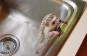 Curious Baby Hedgehogs Hop In The Sink And Have An Adorable Reaction