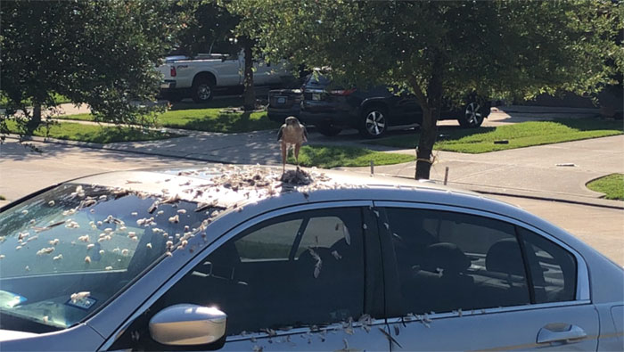 Birds Caught Acting Like Real Jerks And People Are Not Too Happy About It