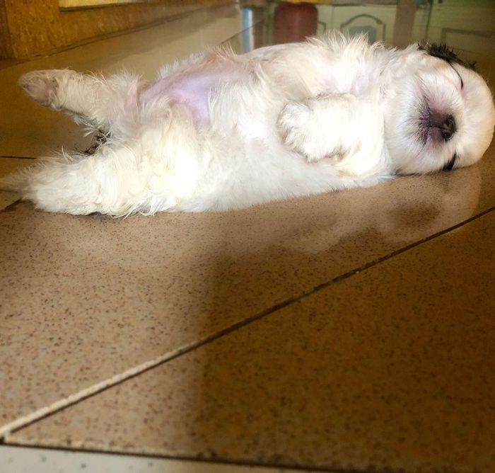 20+ Pictures Of An ADORABLE Puppy Sleeping Like She’s Been ‘Turned Off’