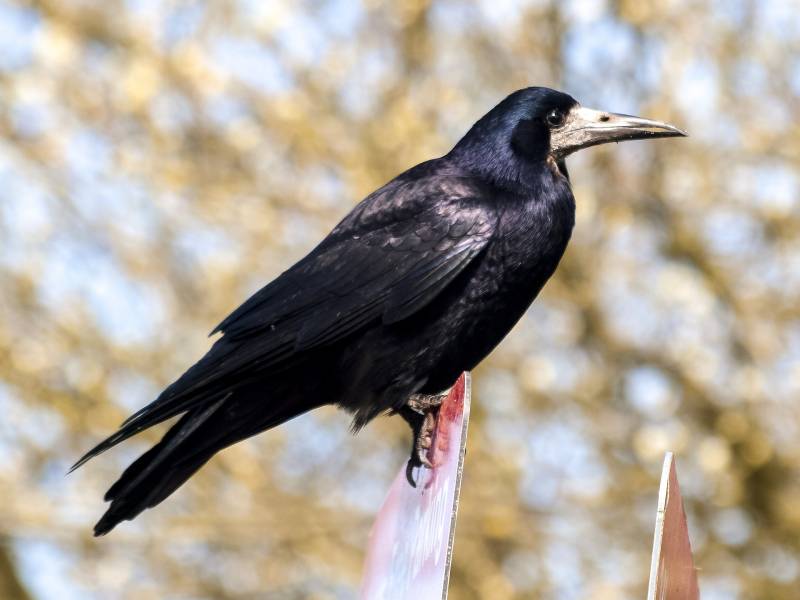 Park Staff Teach Birds a New Trick–And it’s Amazing