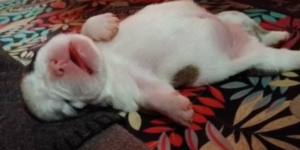 English Bulldog is doing what most of us want to be doing right now, but he does it so sweetly