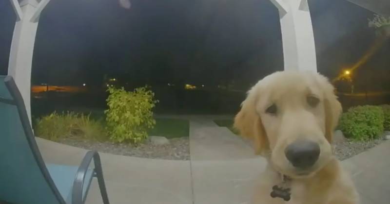 Puppy Escapes From Home and Rings the Doorbell to Get Back Inside