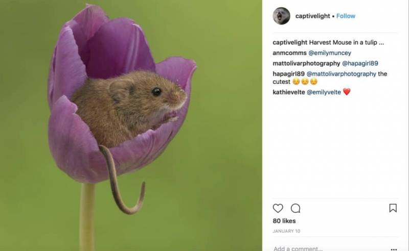 Photographer Tiptoes Through Tulips To Get Extraordinary Harvest Mice Photos–The Results Are Stunning