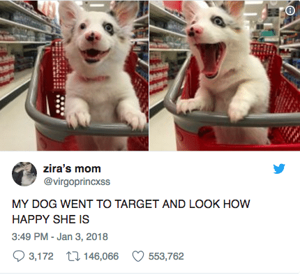 Dog Took A Trip To Target–Social Media Went Berserk