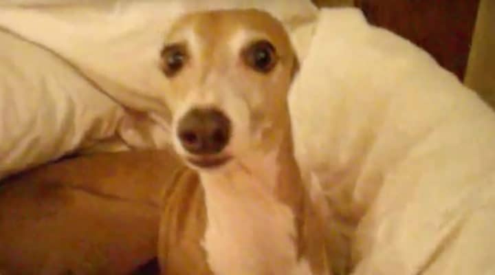 Dad reads Greyhound a spooky story before bedtime, her reaction is absolutely adorable